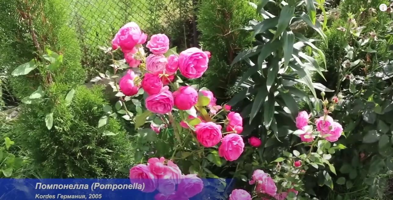 Садівники назвали найкращі сорти троянд з усіх часів: вищий знак якості