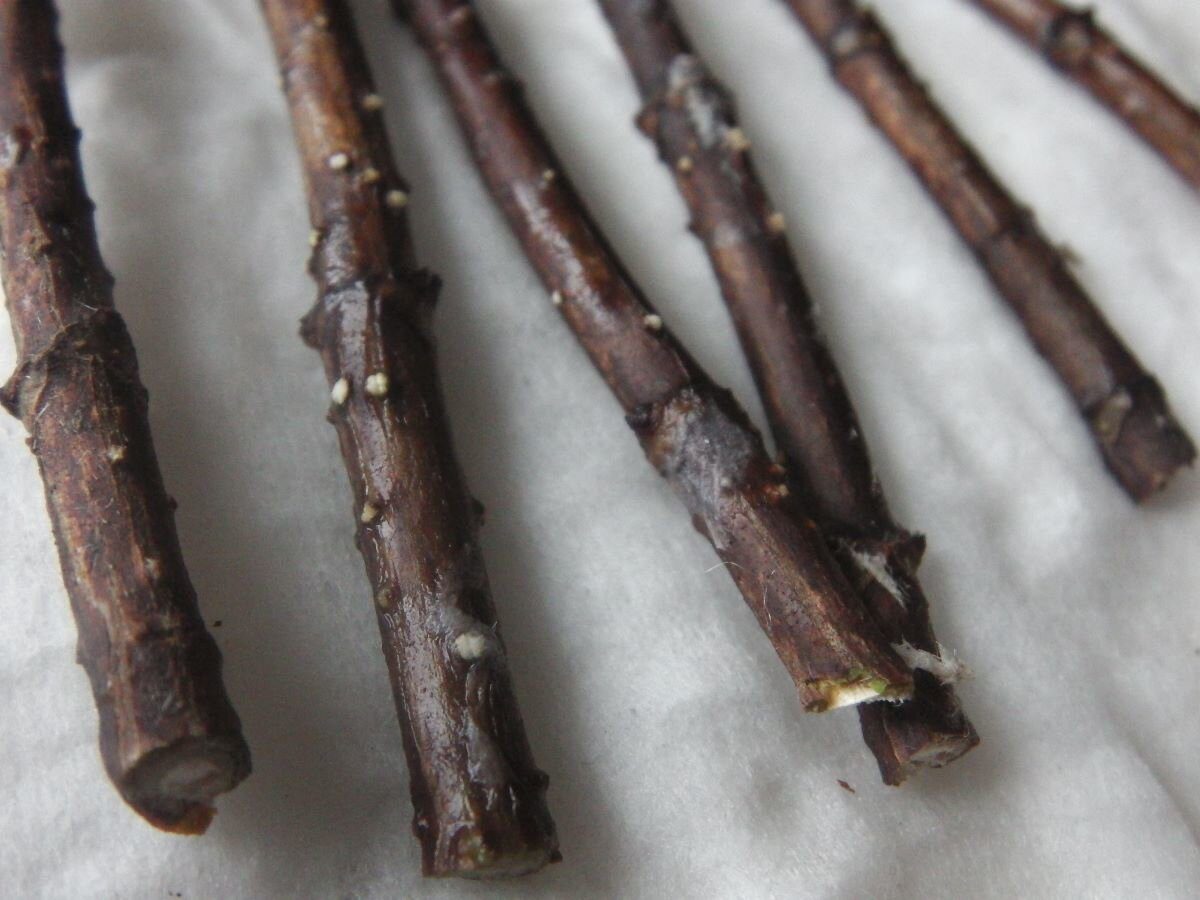 Експерти розповіли, як правильно укорінювати живці – правильний розчин для утворення корінців