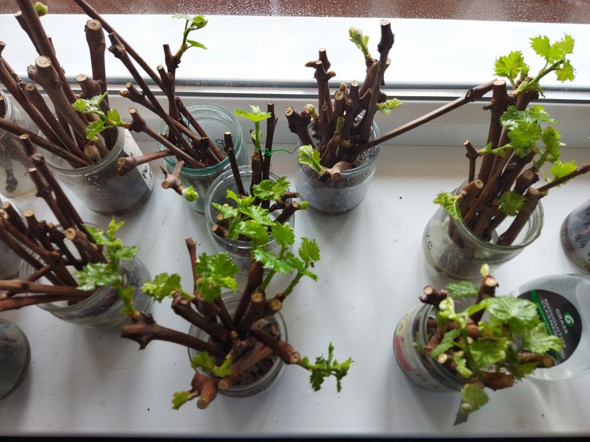 Експерти розповіли, як правильно укорінювати живці – правильний розчин для утворення корінців