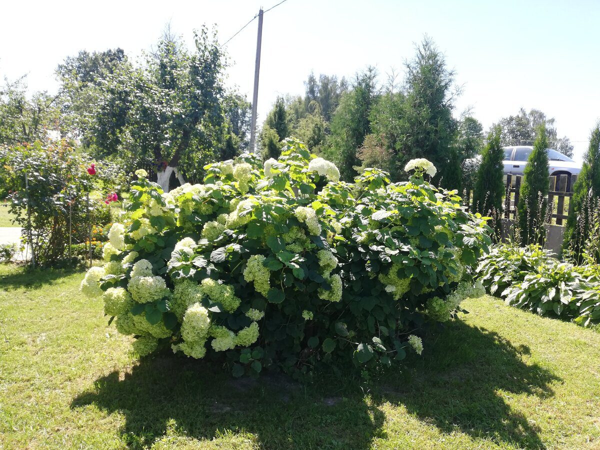 Садівники розповіли, як правильно обрізати гортензію на ділянці для пишного й тривалого цвітіння