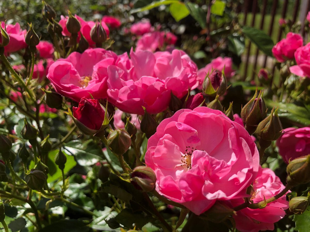Садівники назвали рослини, які варто вирощувати для приготування корисного чаю Садівники назвали рослини, які варто вирощувати для приготування корисного чаю