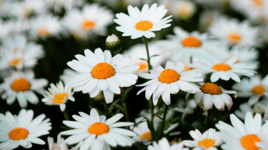 Садівники назвали рослини, які варто вирощувати для приготування корисного чаю Садівники назвали рослини, які варто вирощувати для приготування корисного чаю