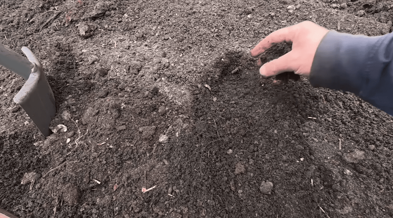 Городники розповіли, як правильно підготувати грядку для часнику