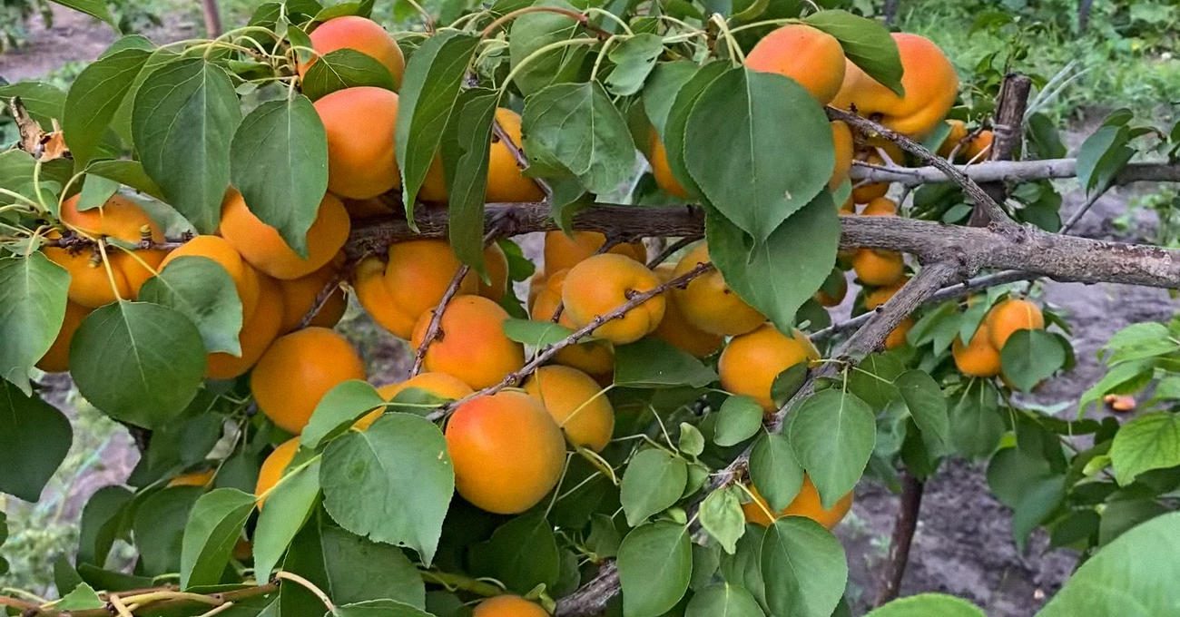 Садівники порадили, що зробити з абрикосами в липні для врожаю наступного року