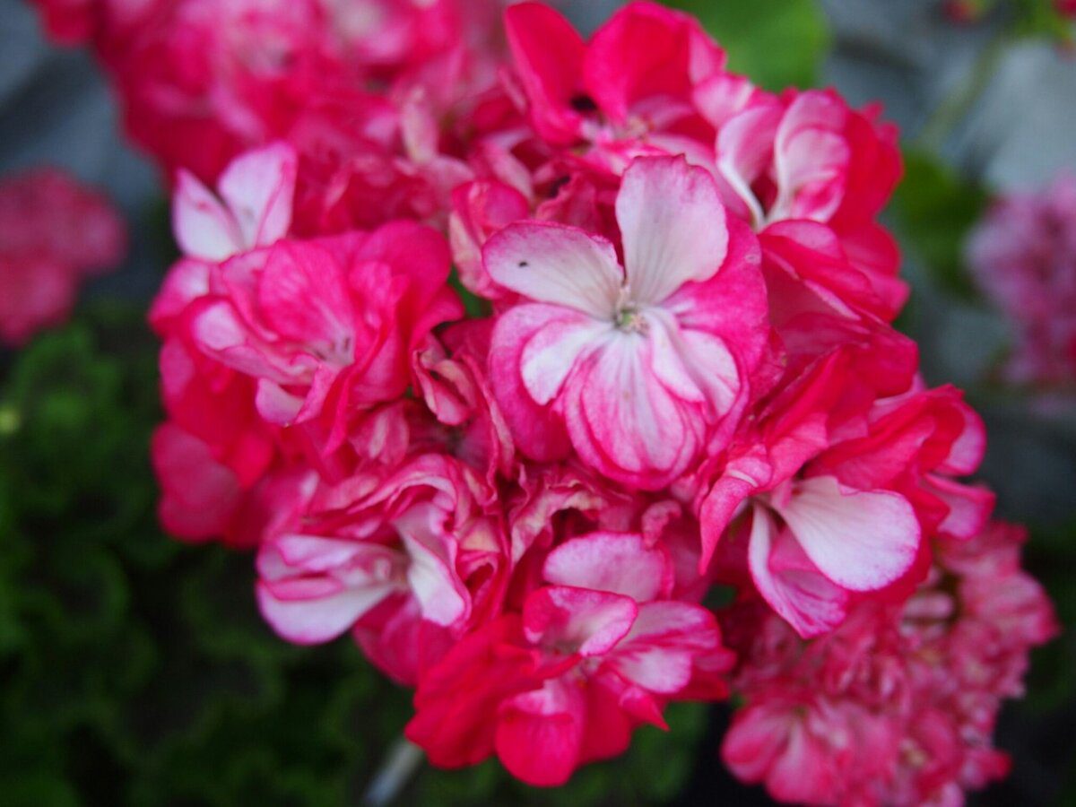 Експерти розповіли, як правильно обрізати пеларгонію восени для кращого цвітіння через рік