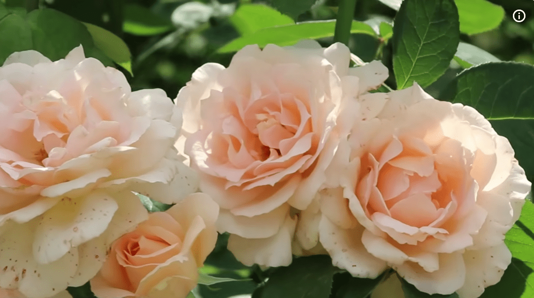 Садівники назвали сорт троянди №1 в Україні