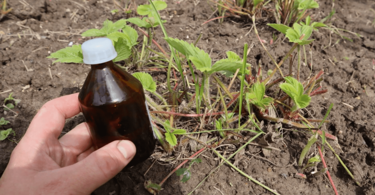 Городники розкрили секрет догляду за полуницею після збору врожаю