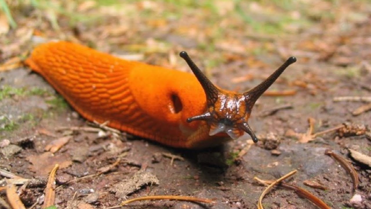 Городники розповіли, як швидко і просто позбутися слимаків на ділянці