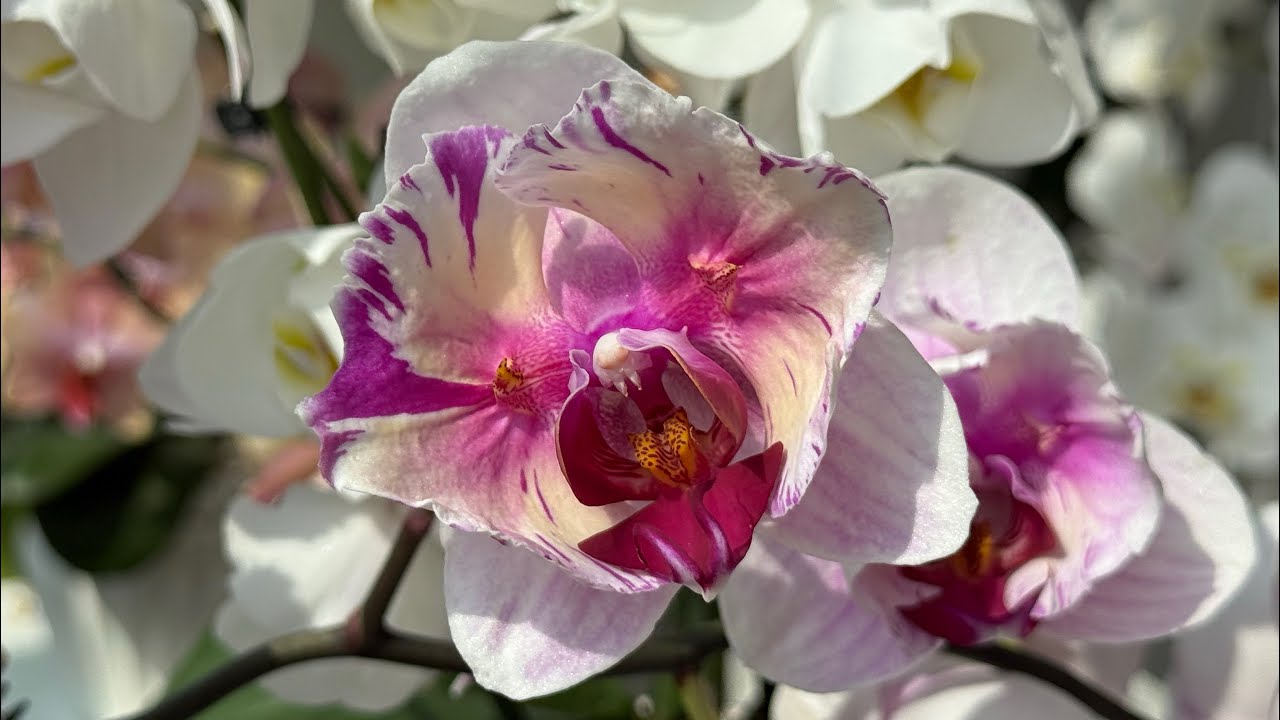 Квітникарі розповіли, як використовувати чайний настій для підживлення орхідей