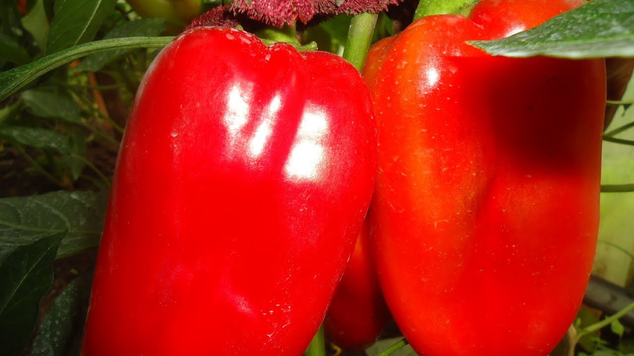 Солодкий перець сорту Богатир