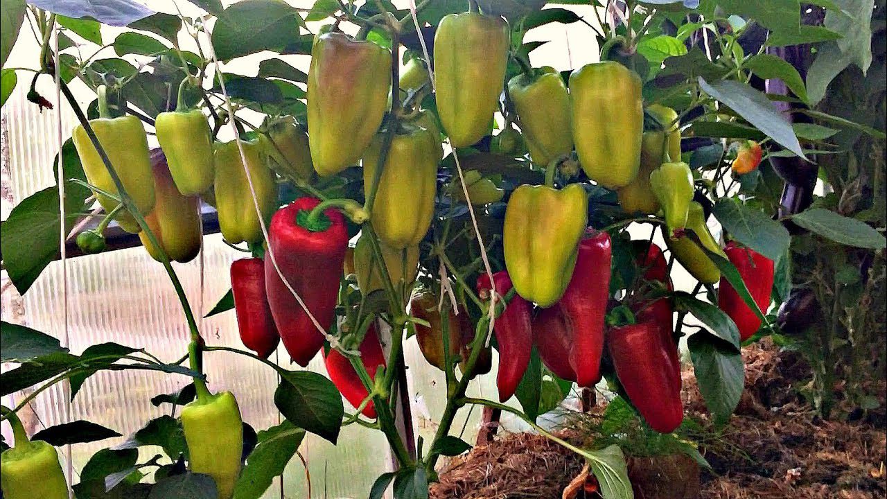 Чим підживити солодкий перець, щоб він почав активно рости