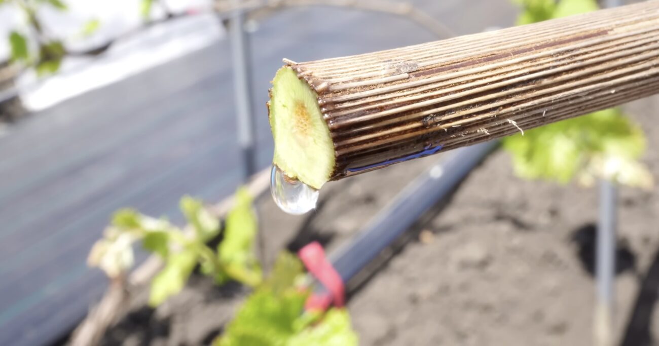 Садівники поділилися правильною технікою обрізки винограду