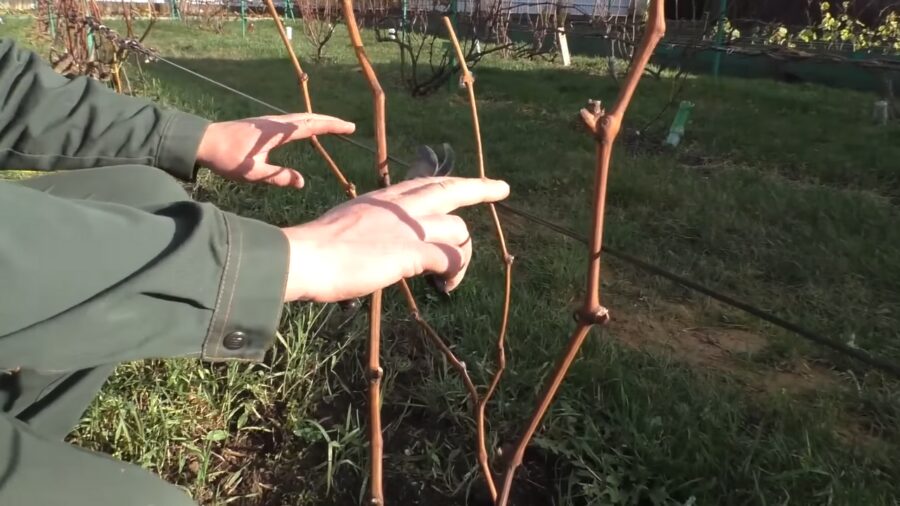 Садівники поділилися правильною технікою обрізки винограду