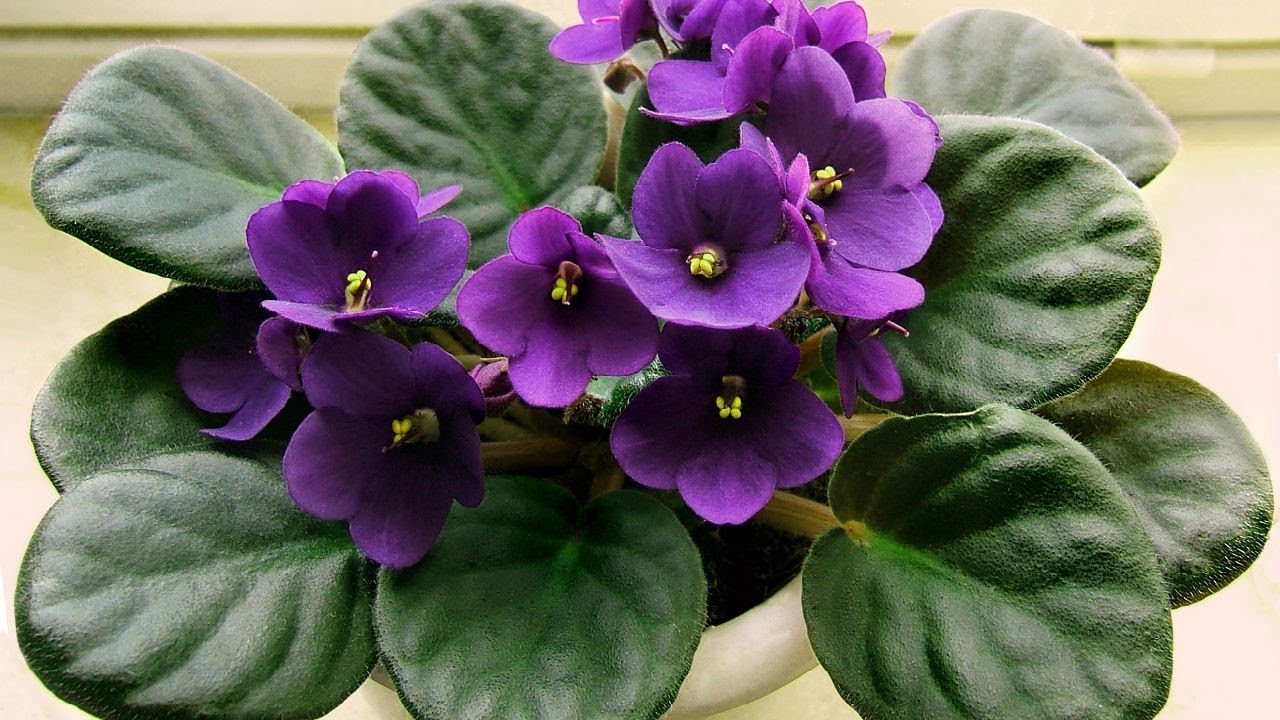 Квітникарі розповіли, чим підживити фіалку для неймовірно пишного цвітіння