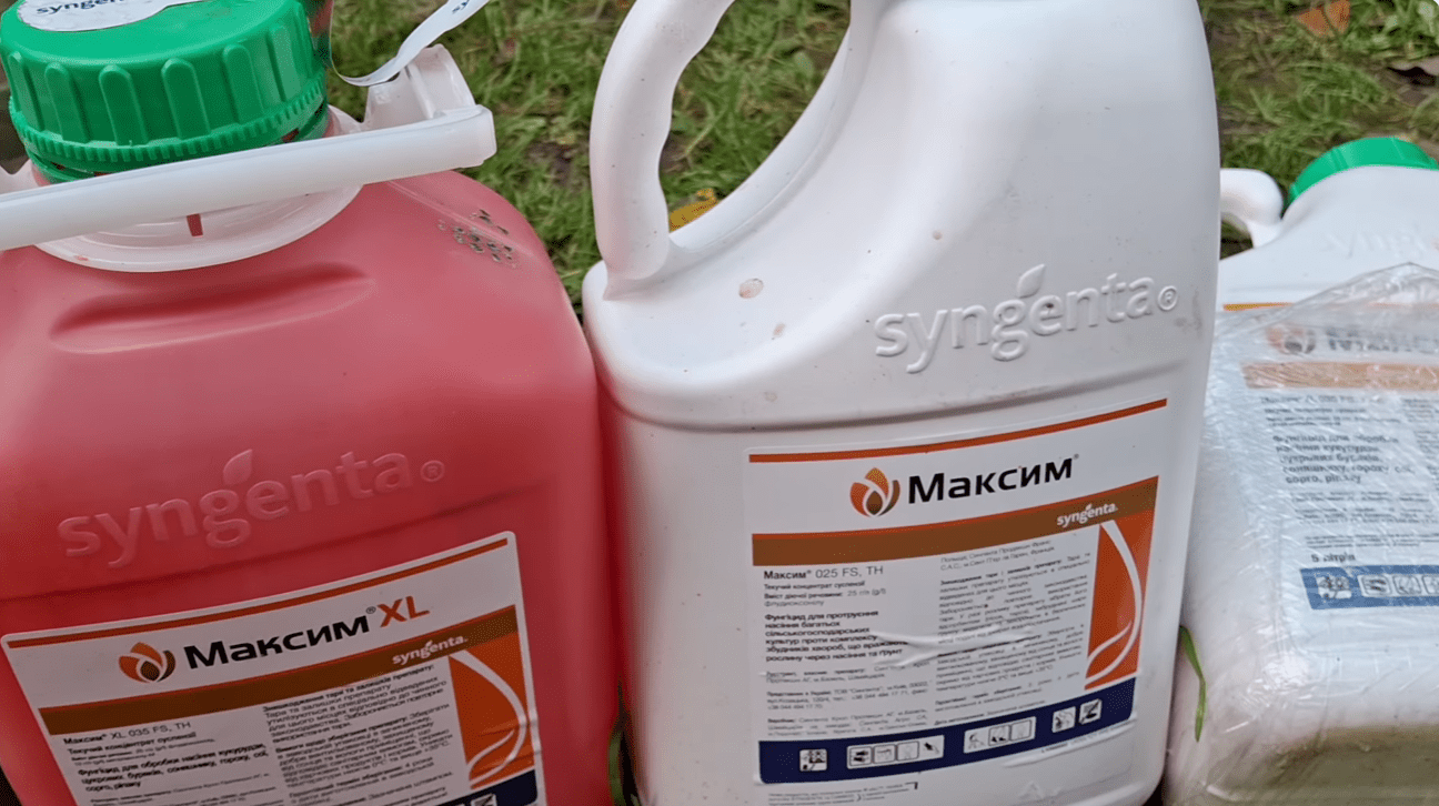 Фермери розповіли, як правильно підготувати насіння часнику до посадок