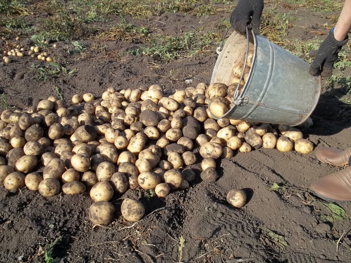 Городники розповіли, який засіб допоможе очистити ґрунт від фітофтори 