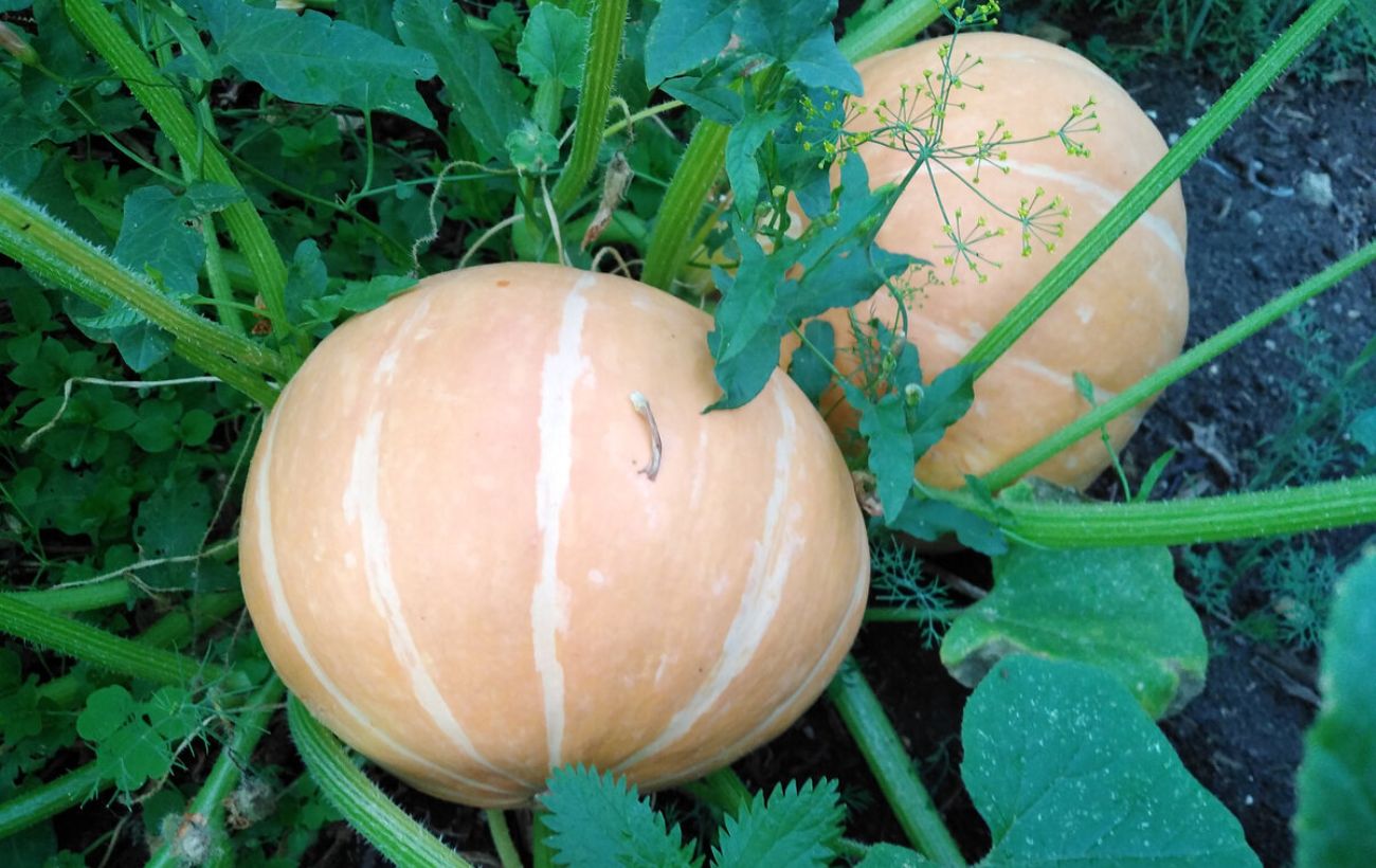 Садівники розповіли, які культури категорично не можна садити поруч