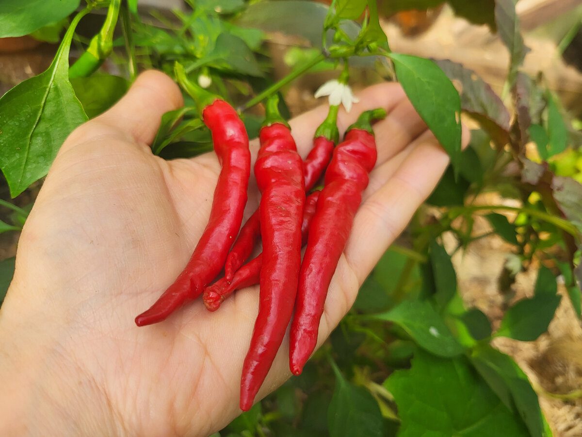 Городники розповіли, який сорт перцю дає найбільший урожай та займає мало місця на ділянці