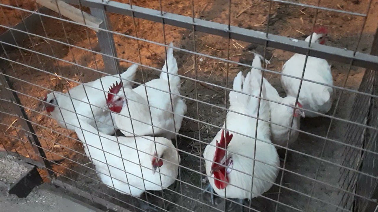 Господарі розповіли, як можна дуже бюджетно утеплити дух у курнику