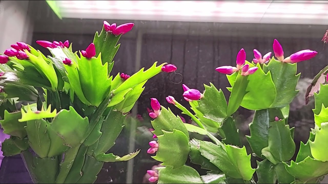 Квітникарі розповіли, чим важливо підживити декабрист у жовтні