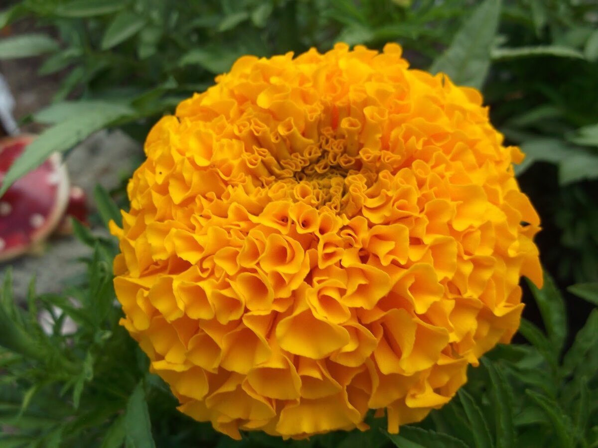 Експерти пояснили, як зробити корисний і безпечний для рослин компост з чорнобривців