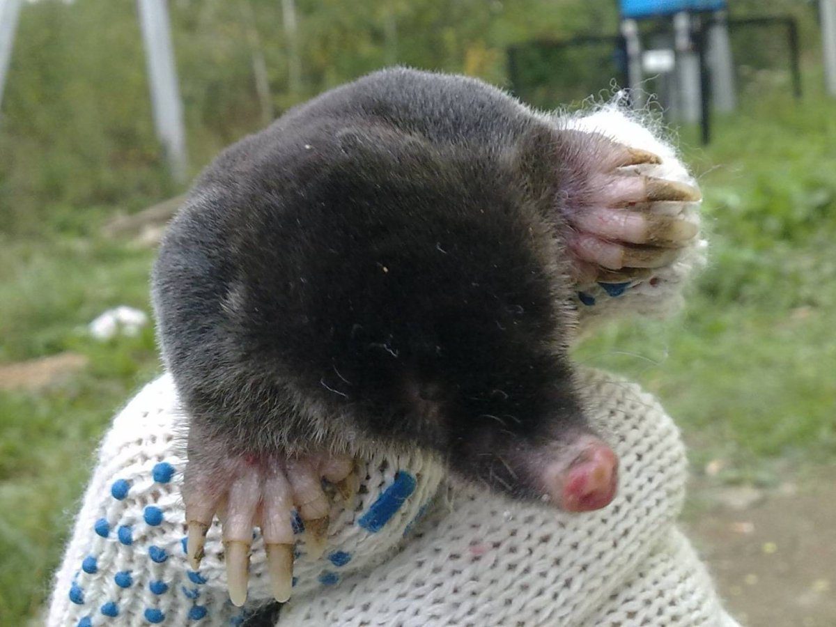 Експерти порадили спосіб, як просто та гуманно позбутись від кротів на ділянці