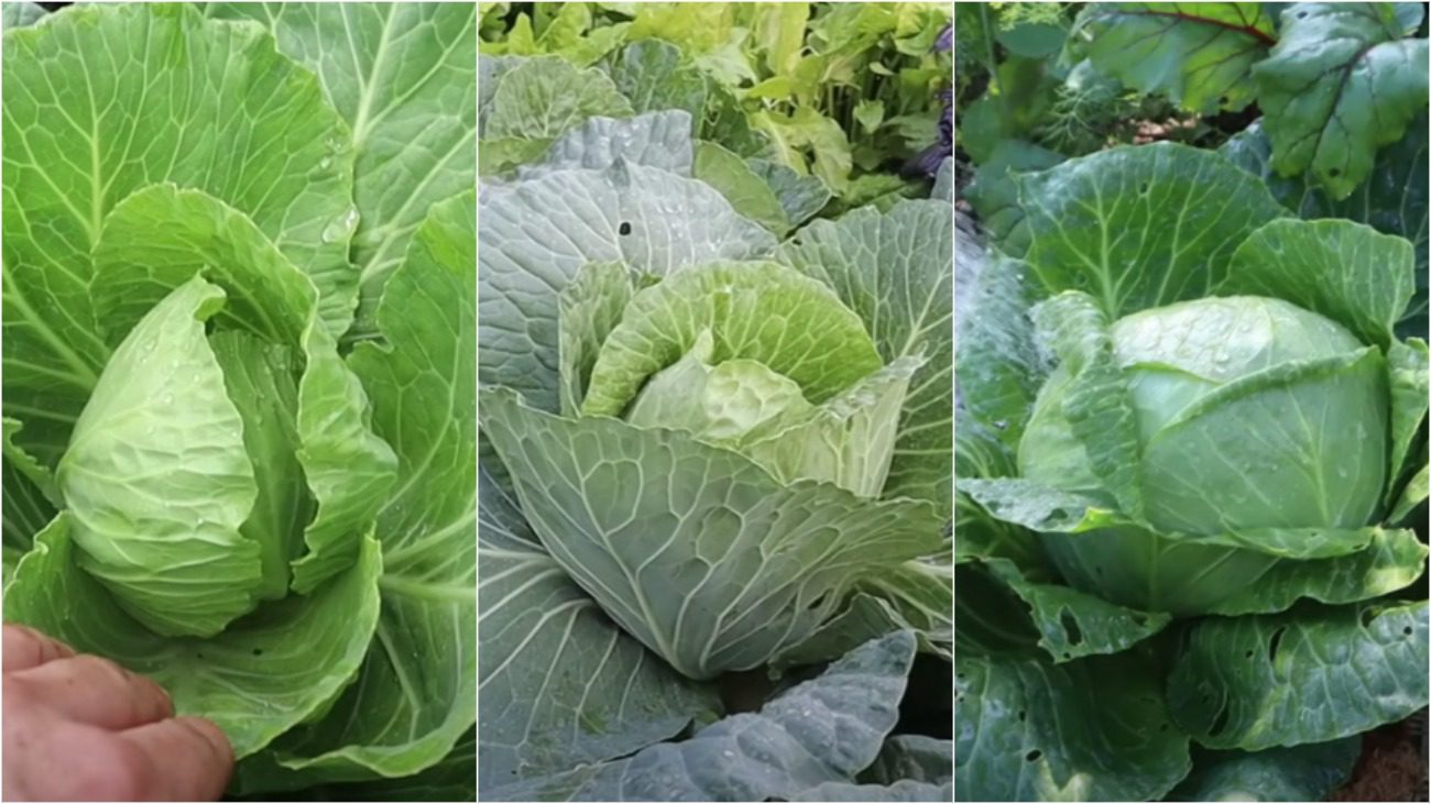 Городники назвали найкращі сорти капусти для посадки восени