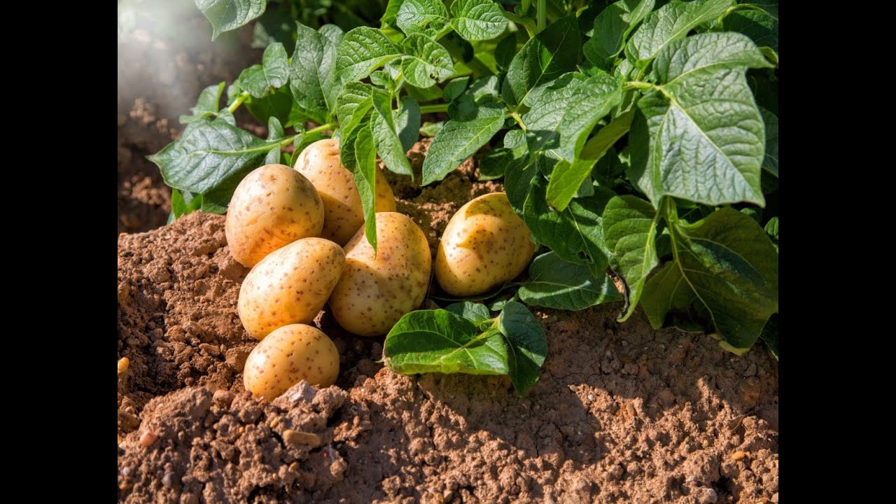 Городники назвали найраніші сорти картоплі: 2 врожаї за літо – це реально