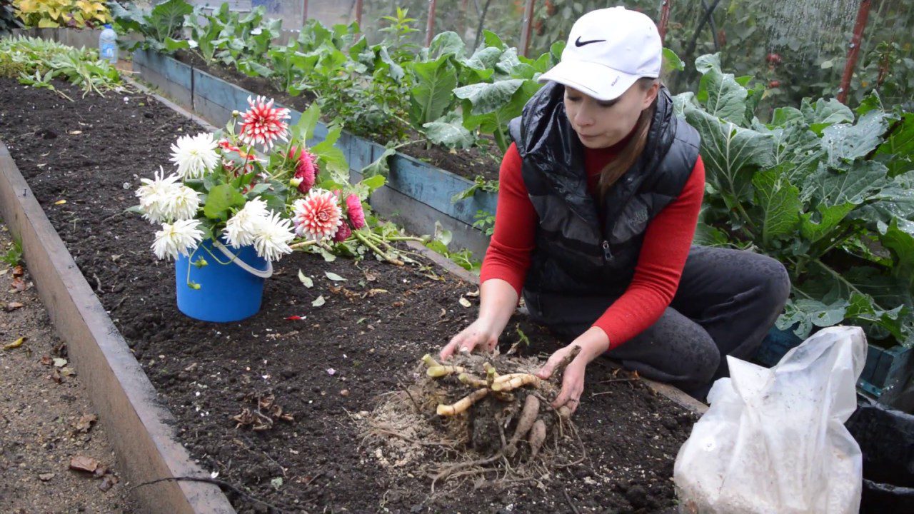 Коли викопувати жоржини восени