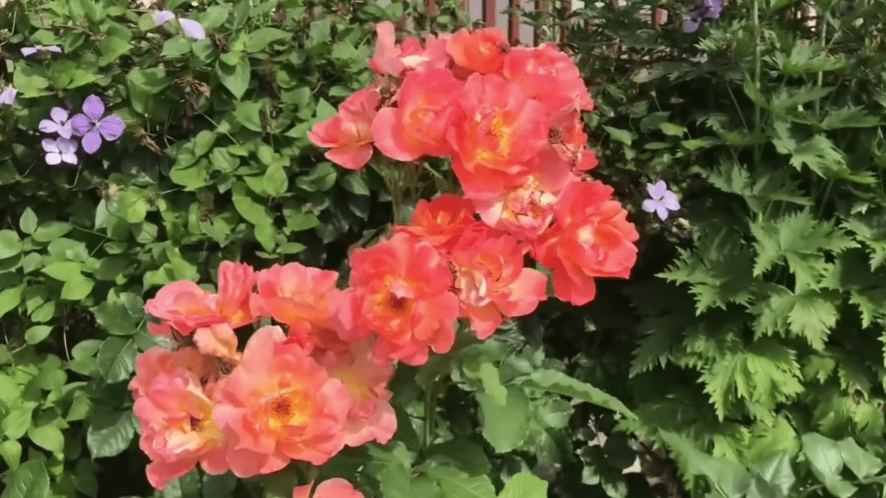 Садівники назвали найневдаліші сорти троянд, які їх розчарували