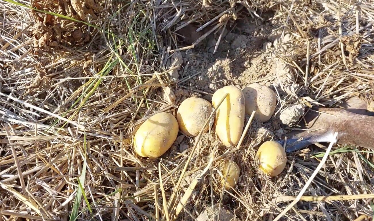 Городники розповіли, як зробити добриво з картопляних очисток 