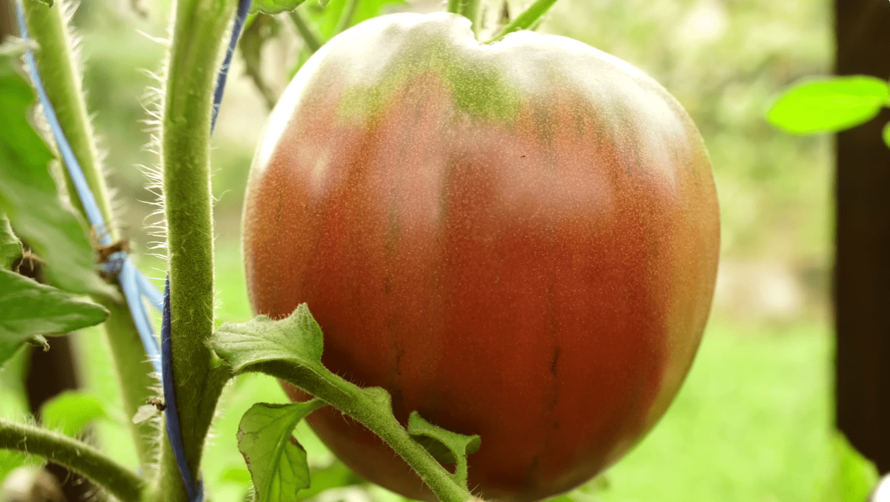Городники назвали найкращі сорти помідорів у 99% випадках