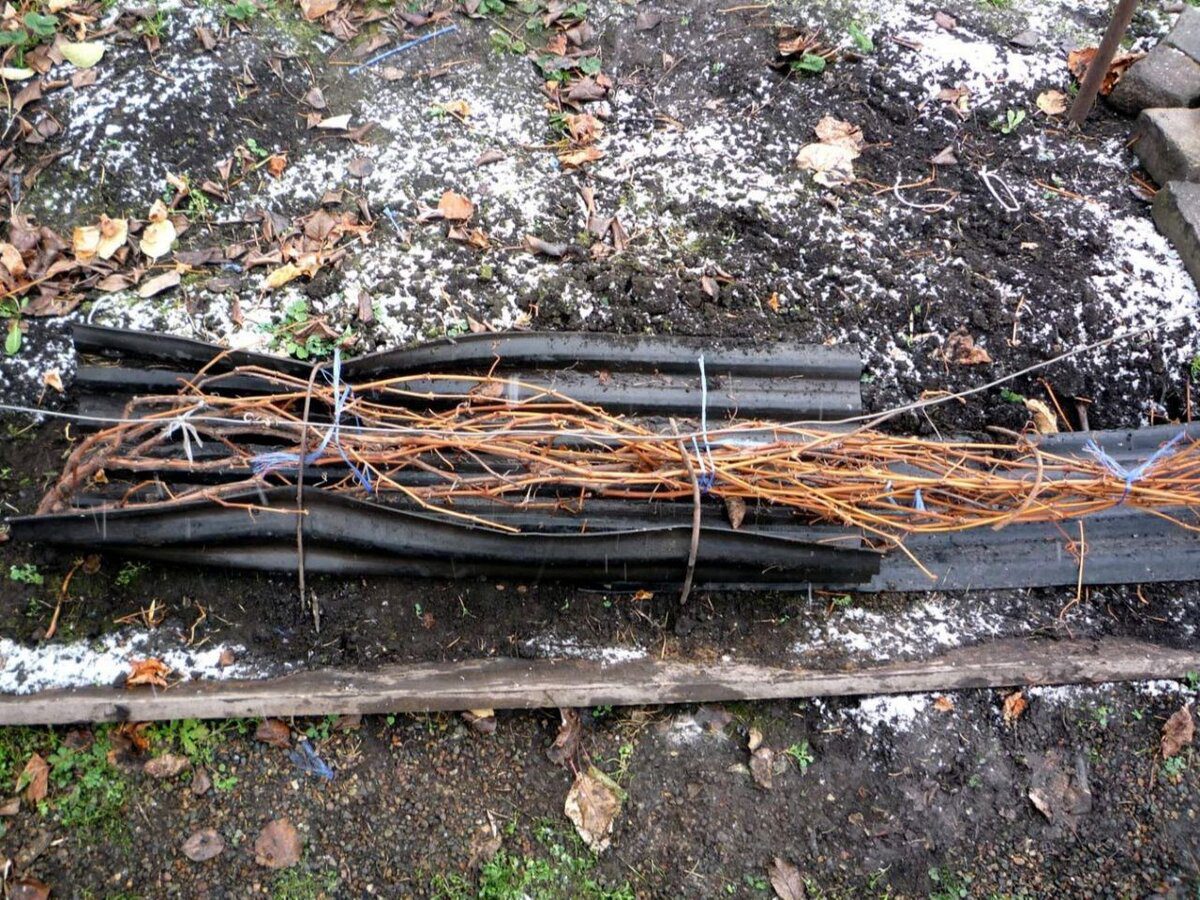 Садівники розповіли, як правильно укривати виноград на зиму для кращої врожайності через рік