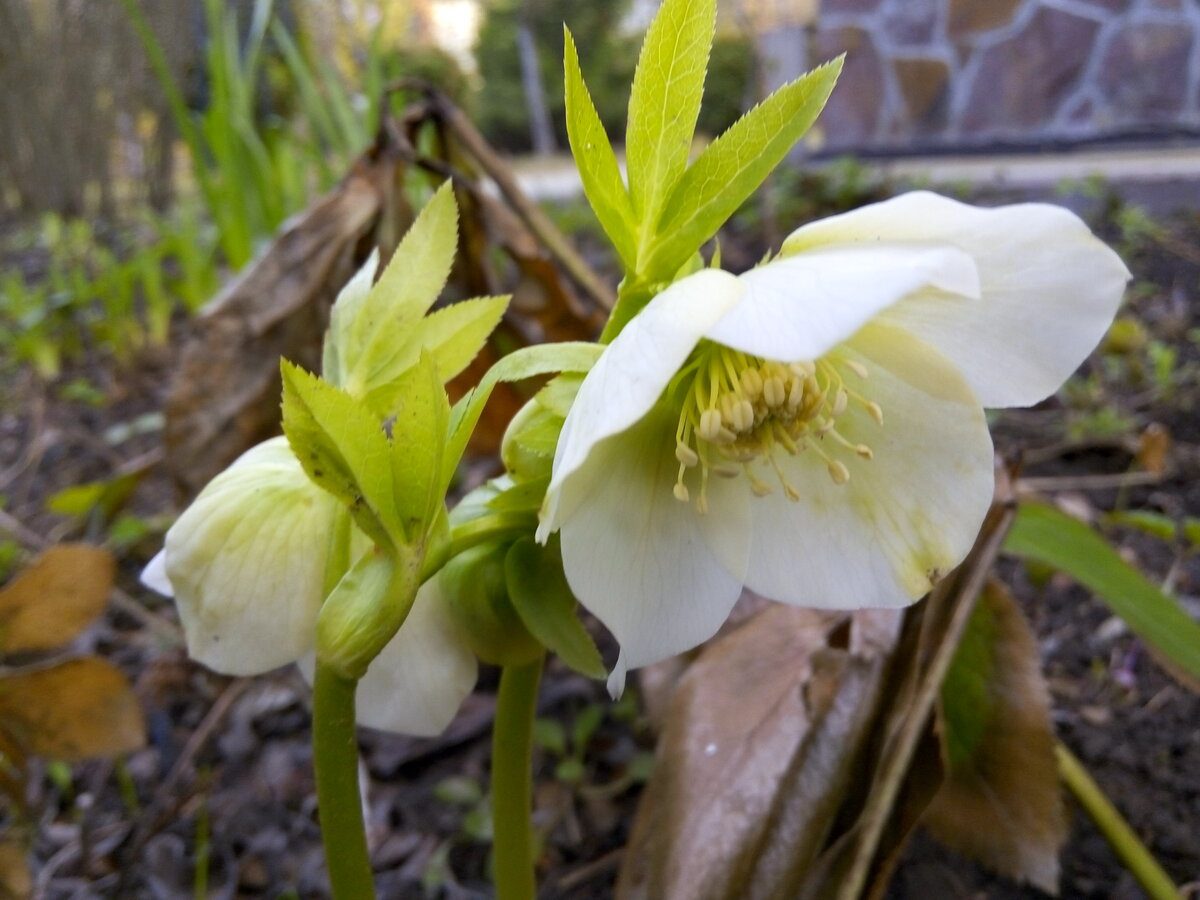 Садівники розповіли, яку квітку посадити під зиму для рясного цвітіння у квітні – назва рослини