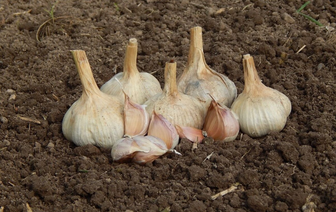 Городники назвали дієве живлення для часнику на підвіконні Городники назвали дієве живлення для часнику на підвіконні