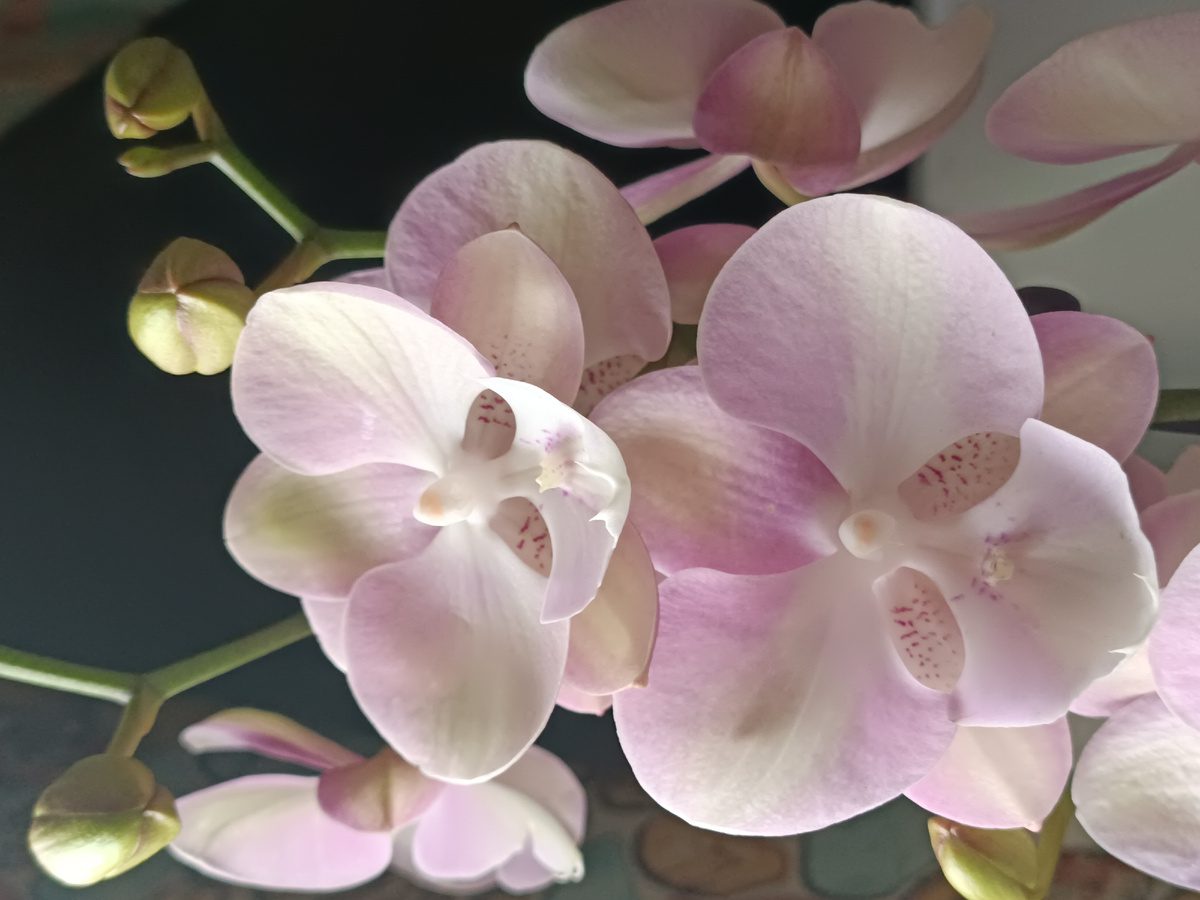 Експерти розповіли, як покращити цвітіння орхідеї простим і доступним добривом