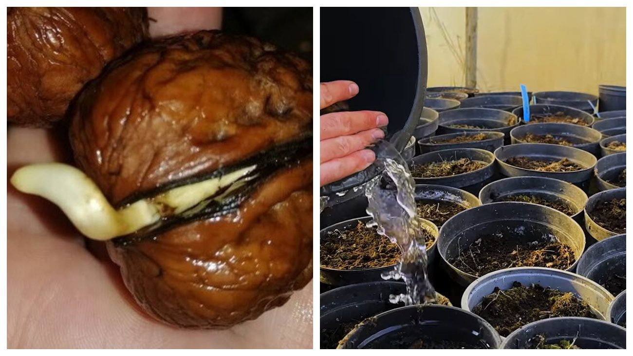 Садівники розповіли про особливості вирощування волоського горіха з горішка