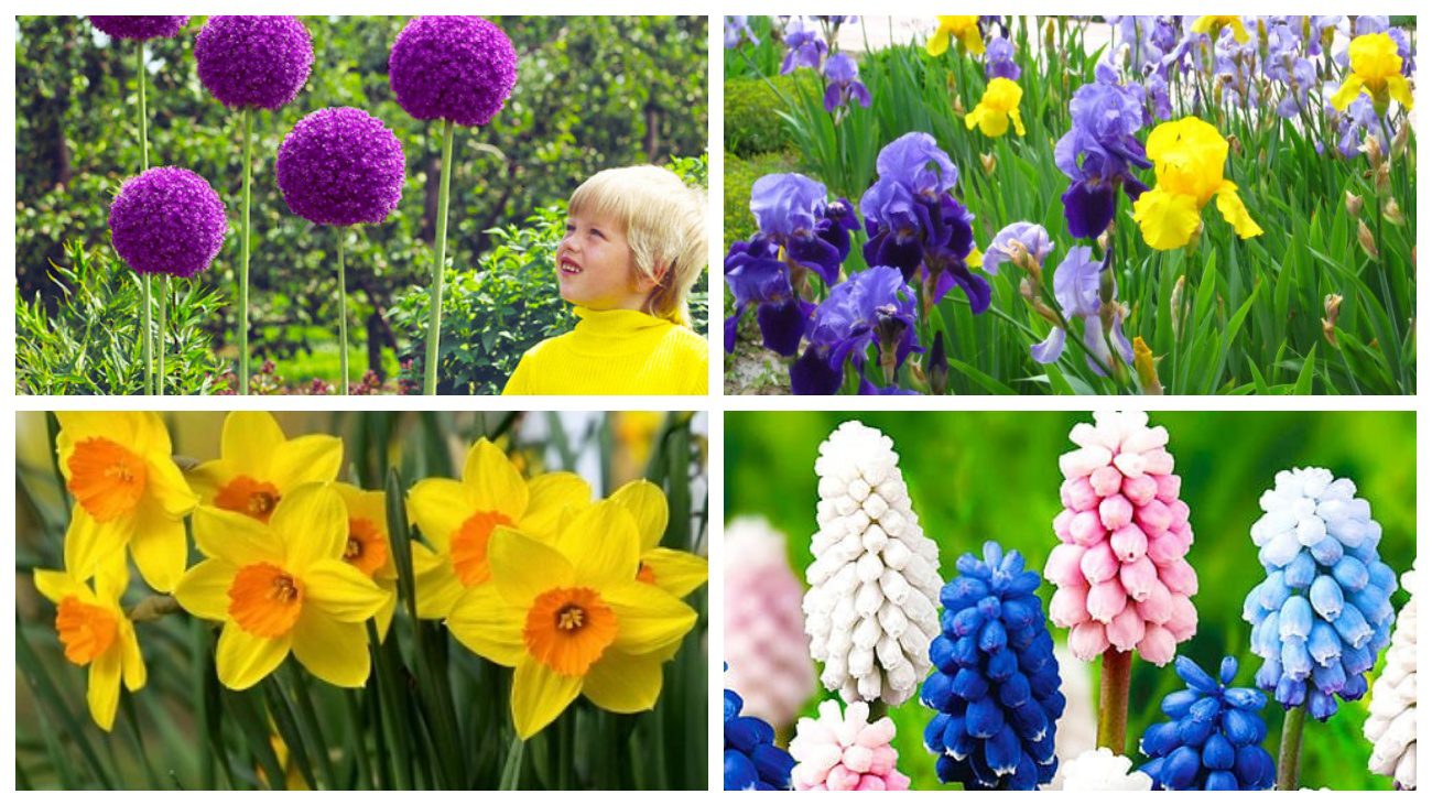 Садівники поділилися ідеями створення оригінальної клумби