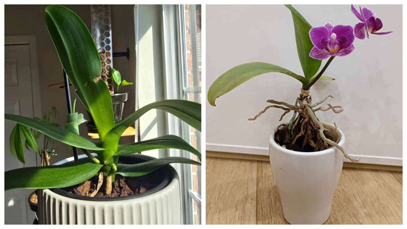 Квітникарі порадили, як стимулювати орхідею до цвітіння