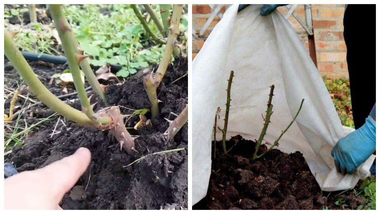 Садівники розповіли про способи захисту троянд від морозів