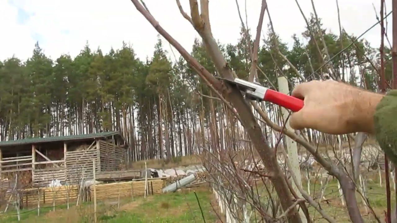 Експерти розповіли, які роботи варто провести в саду в жовтні