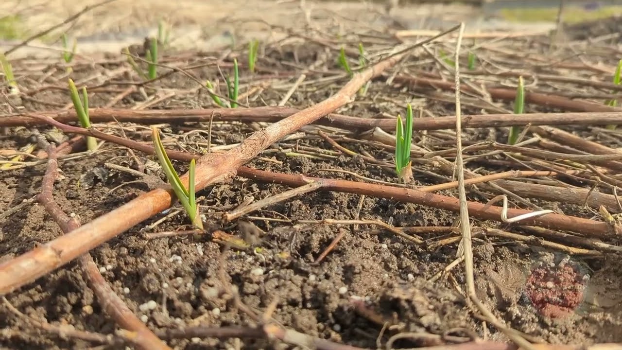 Що зробити із озимим часником, який завчасно проріс 