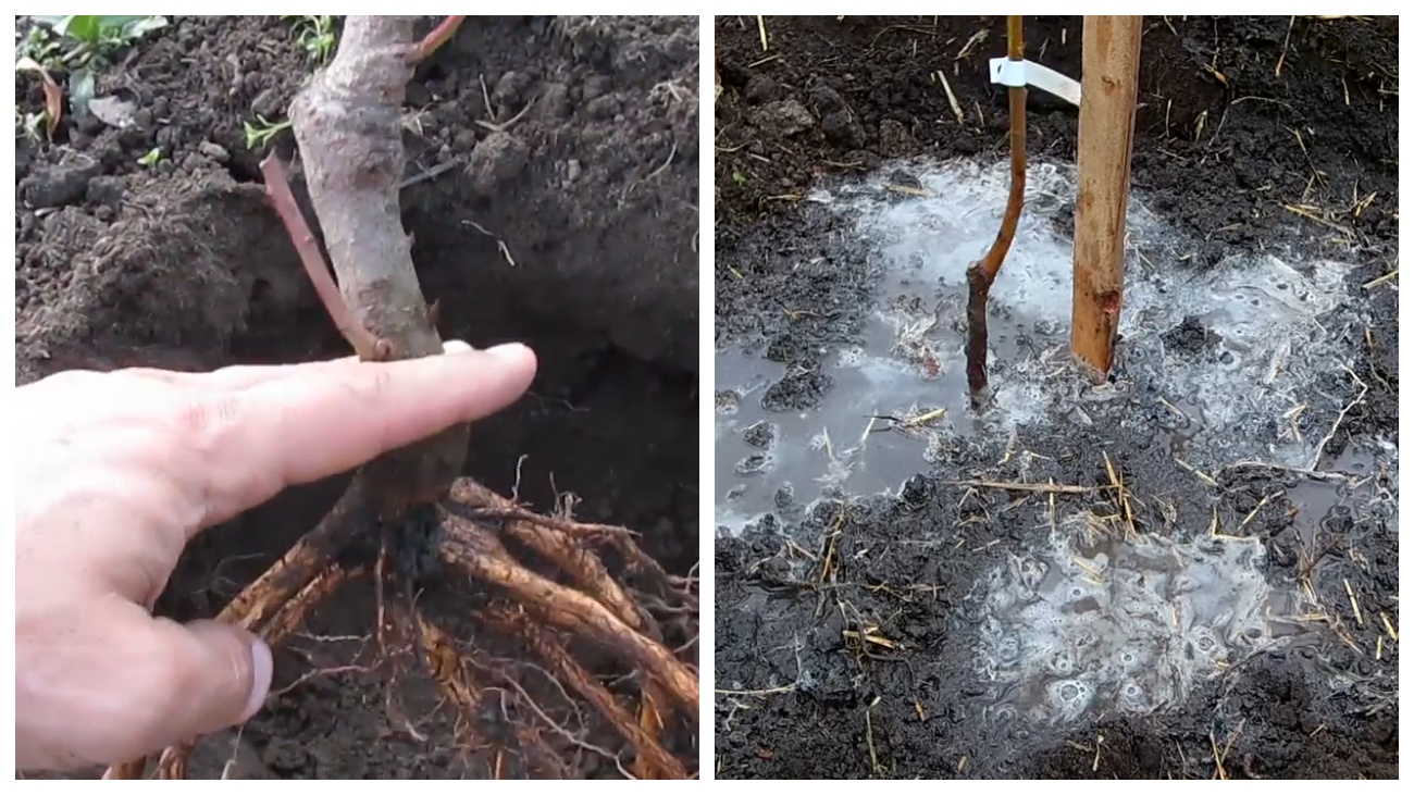 Садівники розповіли про правила посадки персика восени