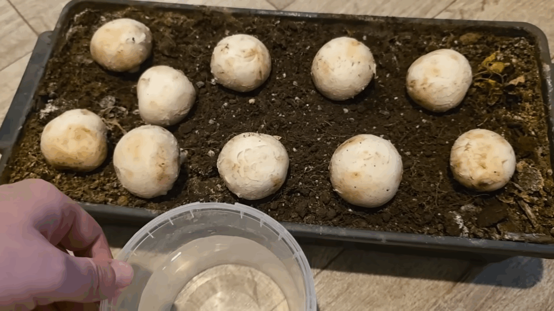 Експерти розповіли, як вирощувати лісові гриби вдома 