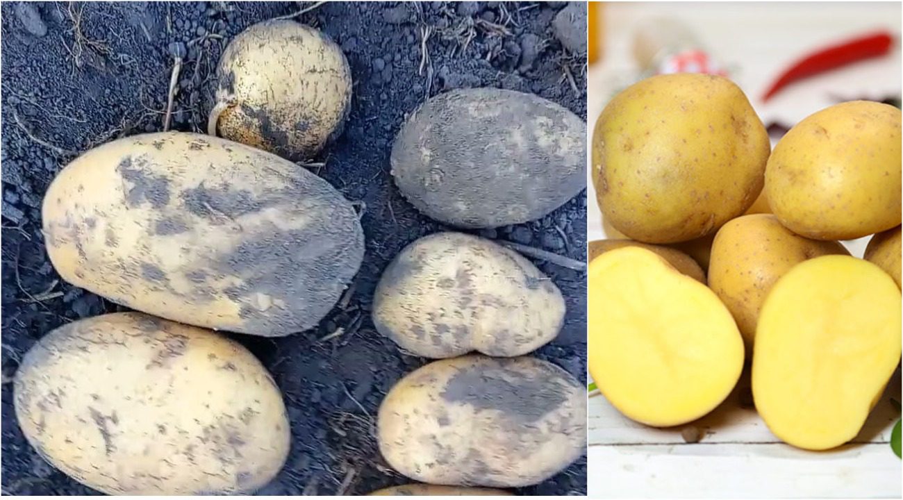 Агрономи назвали найурожайніший сорт картоплі у 2025-му