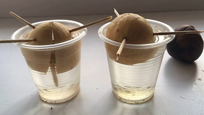 Квітникар розповів, як вдома швидко проростити кісточку з авокадо 