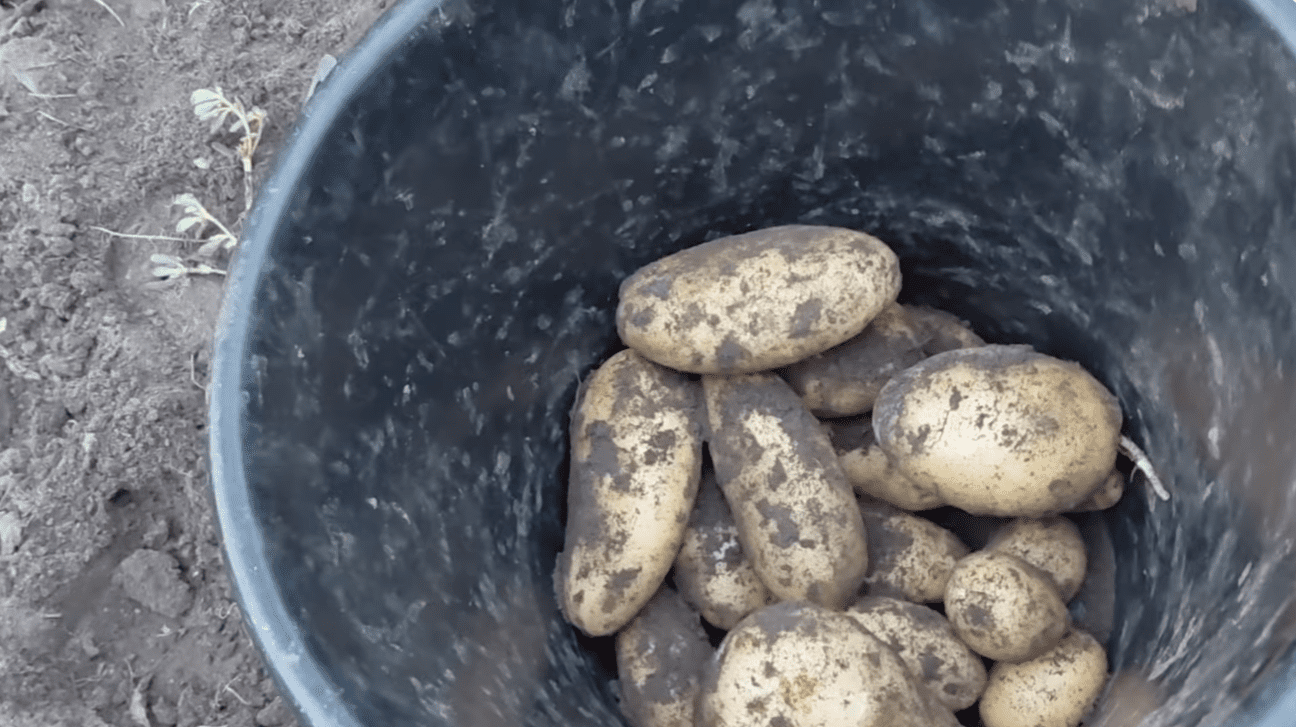 Городниця показала, яку картоплю викопала у жовтні