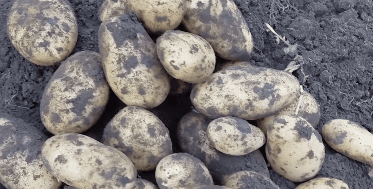 Городниця показала, яку картоплю викопала у жовтні