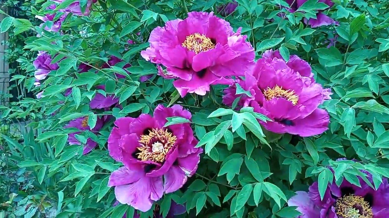 Садівники розповіли, як правильно доглядати за півоніями восени