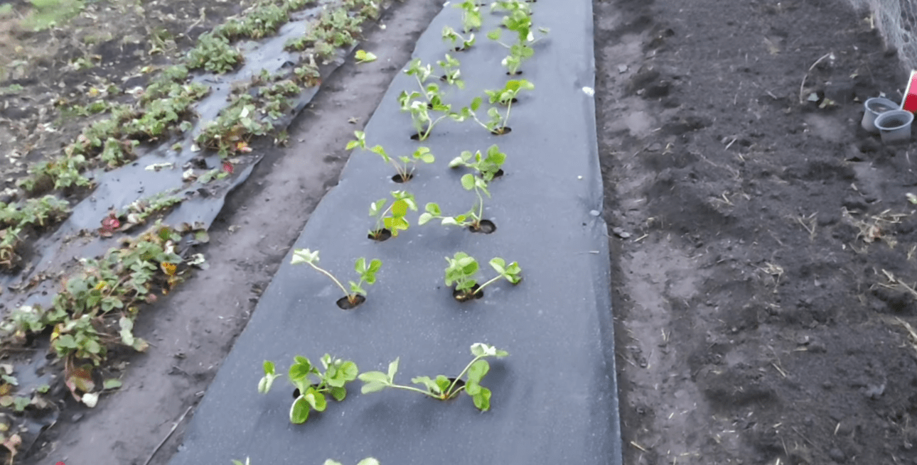 Що зробити, щоб урожай полуниці у 2026 році відрами носити